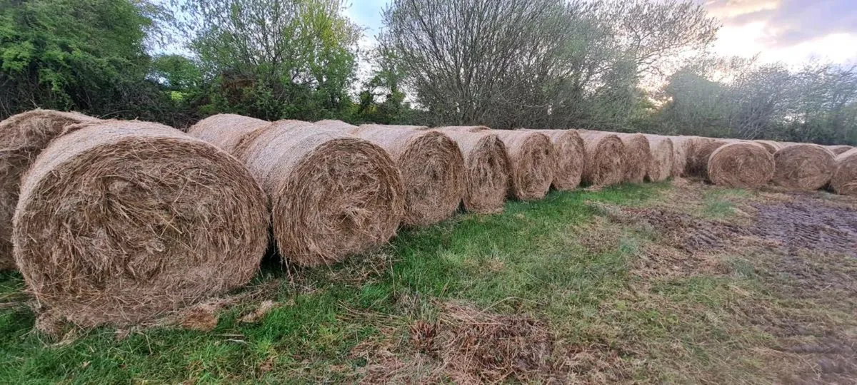 Rushes for sale - Image 2