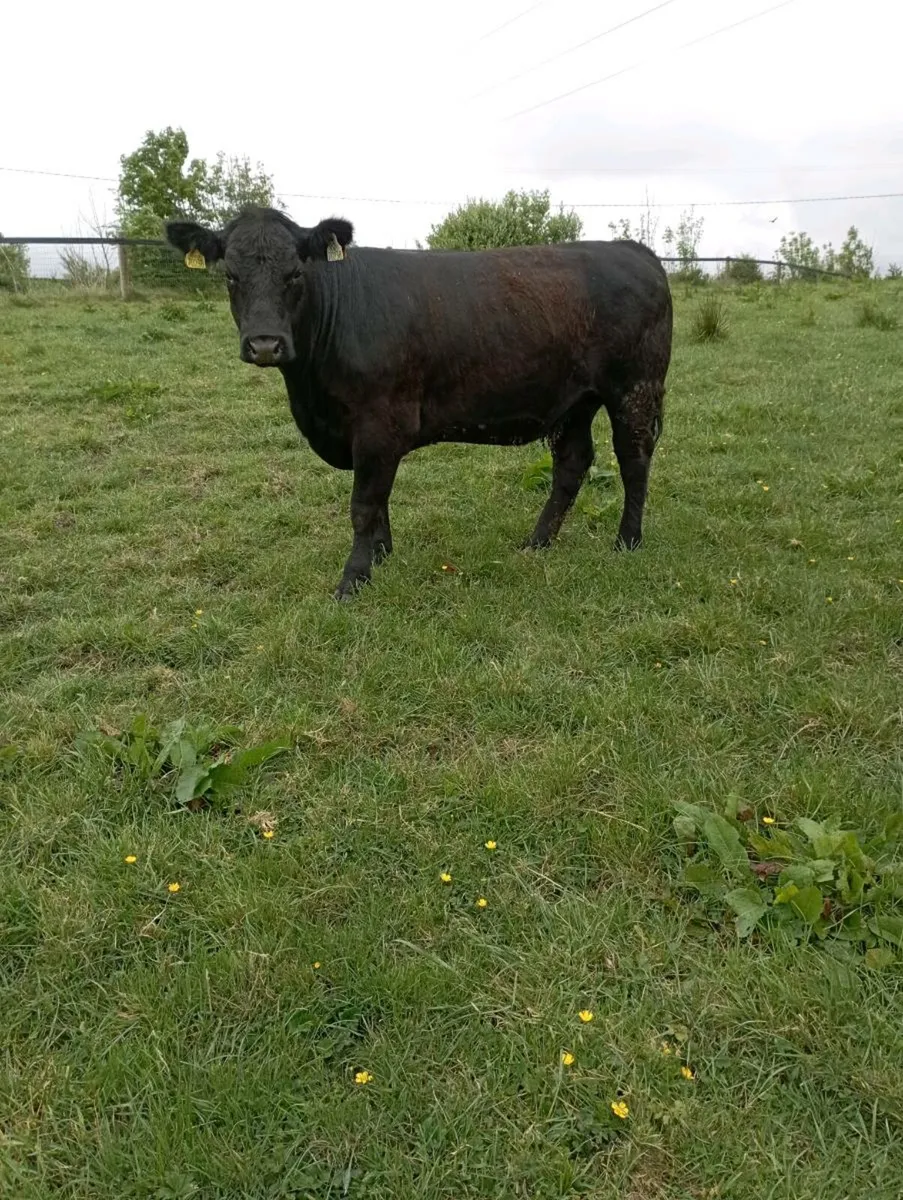 Aberdeen Angus heifer - Image 1