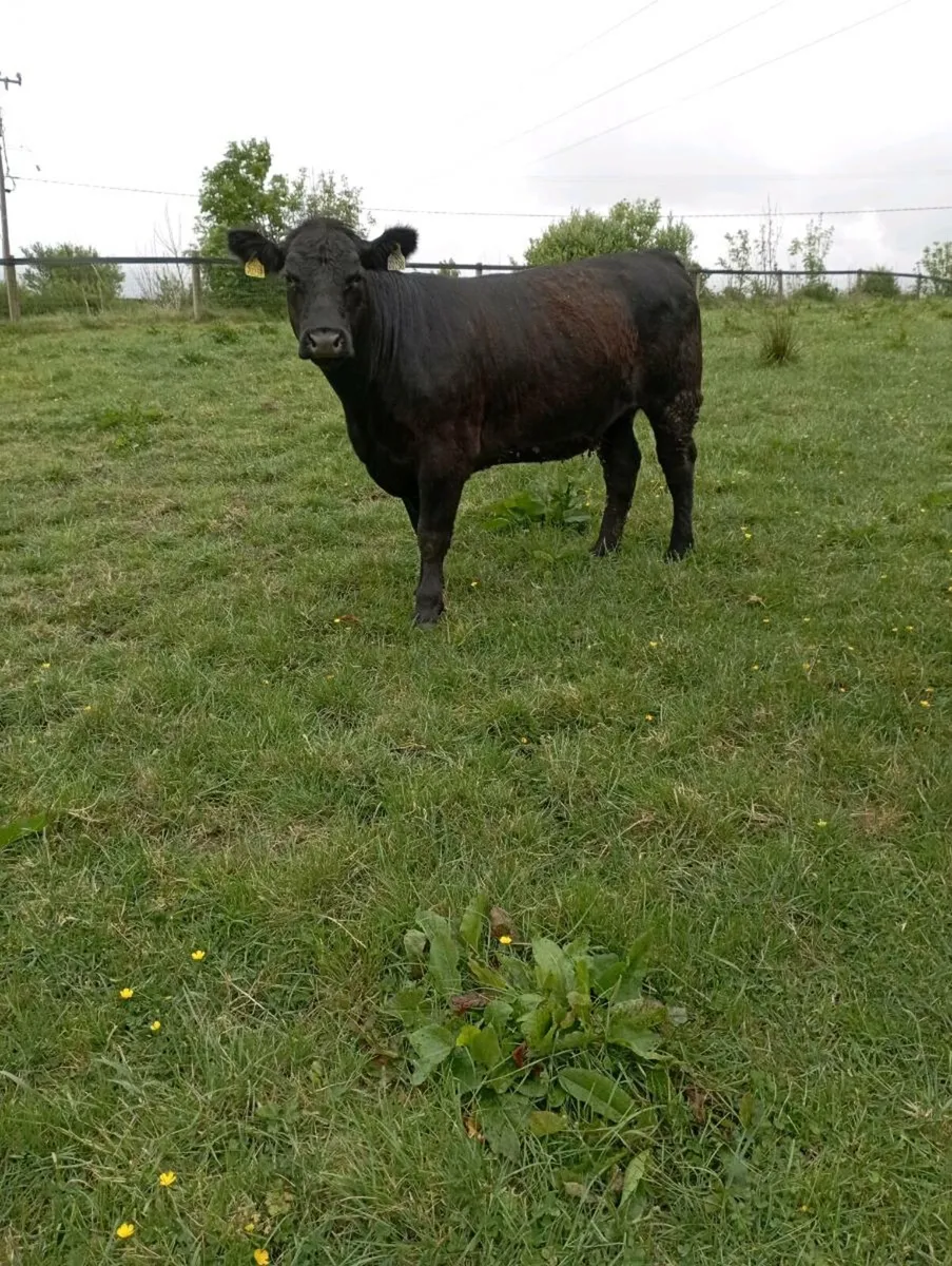 Aberdeen Angus heifer - Image 2