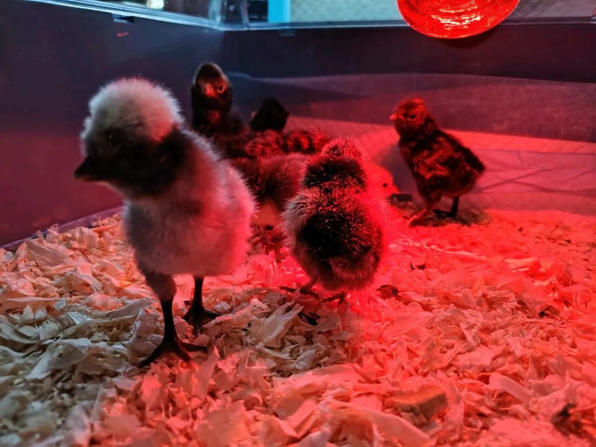 Hens, hatching eggs for sale - Image 4