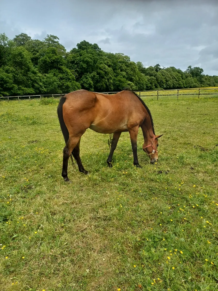 Companion Horses - Image 1