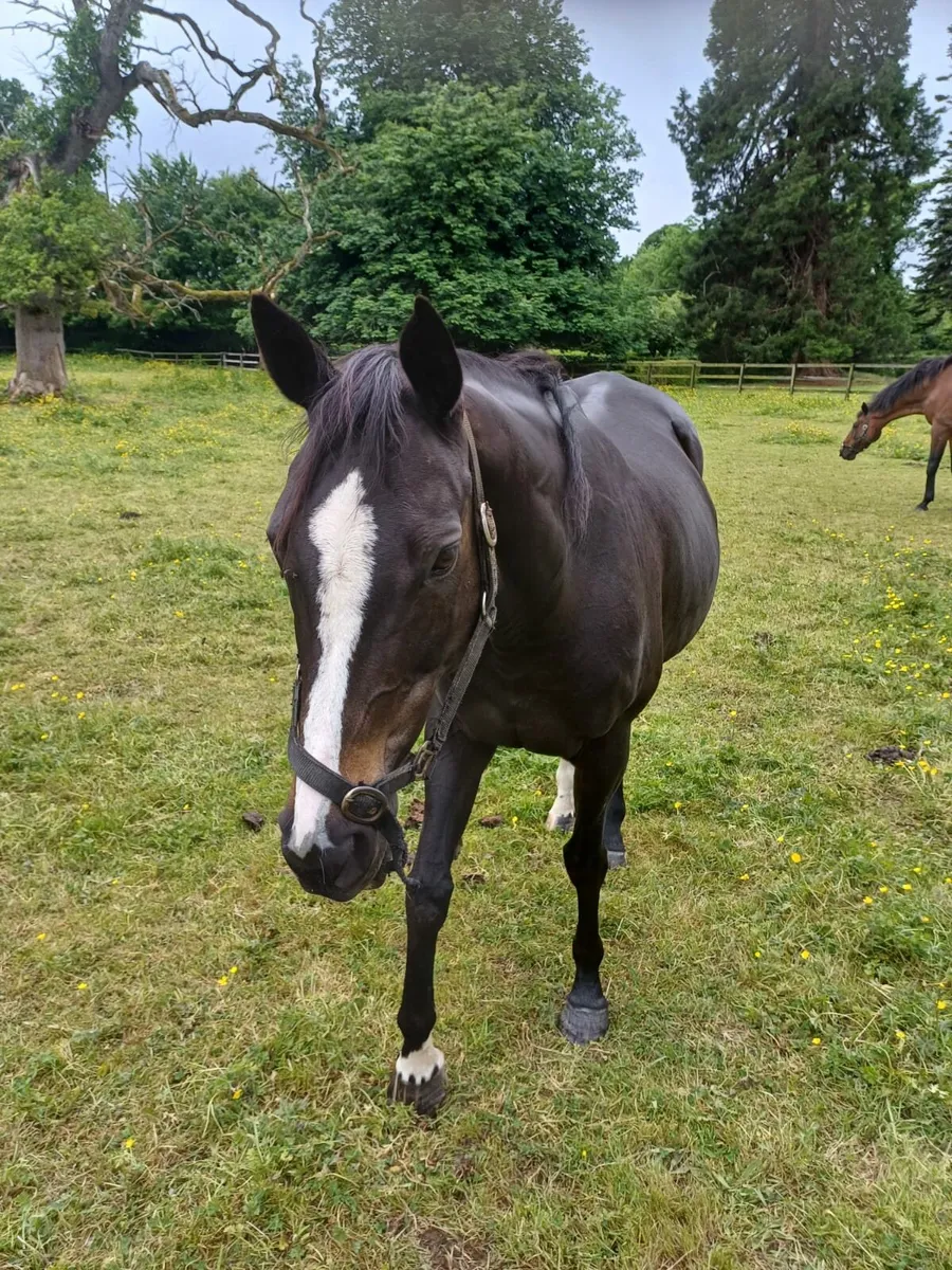 Companion Horses - Image 2