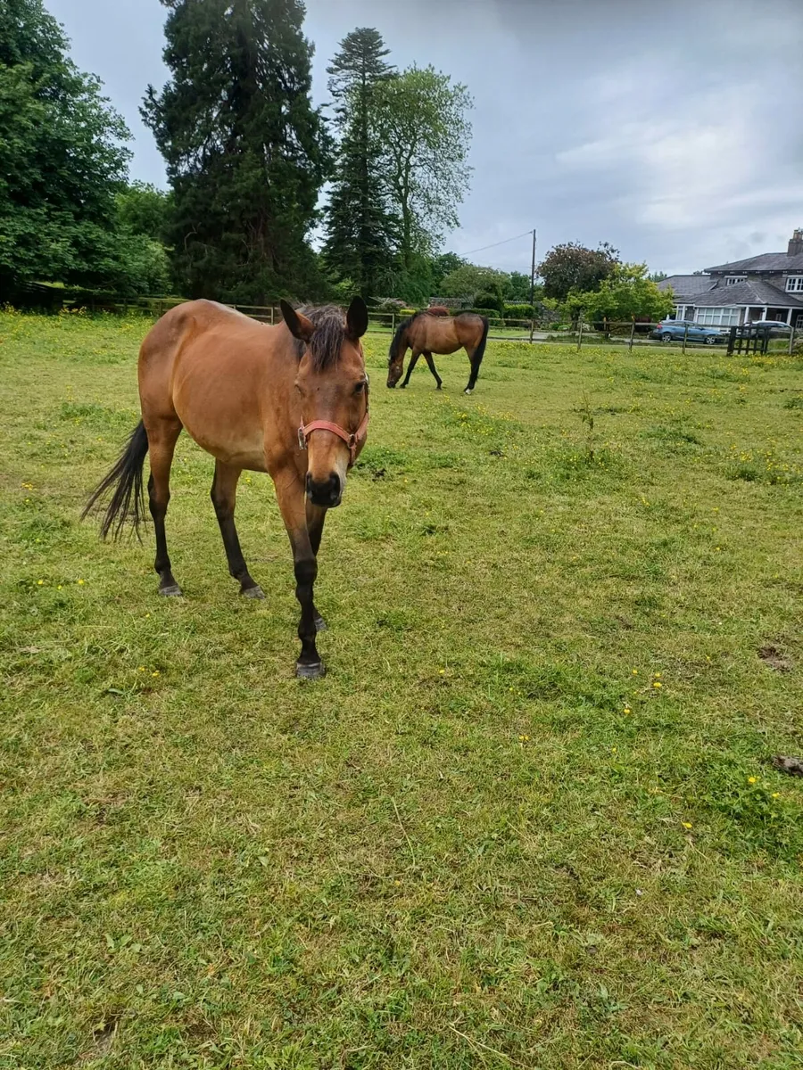 Companion Horses - Image 3