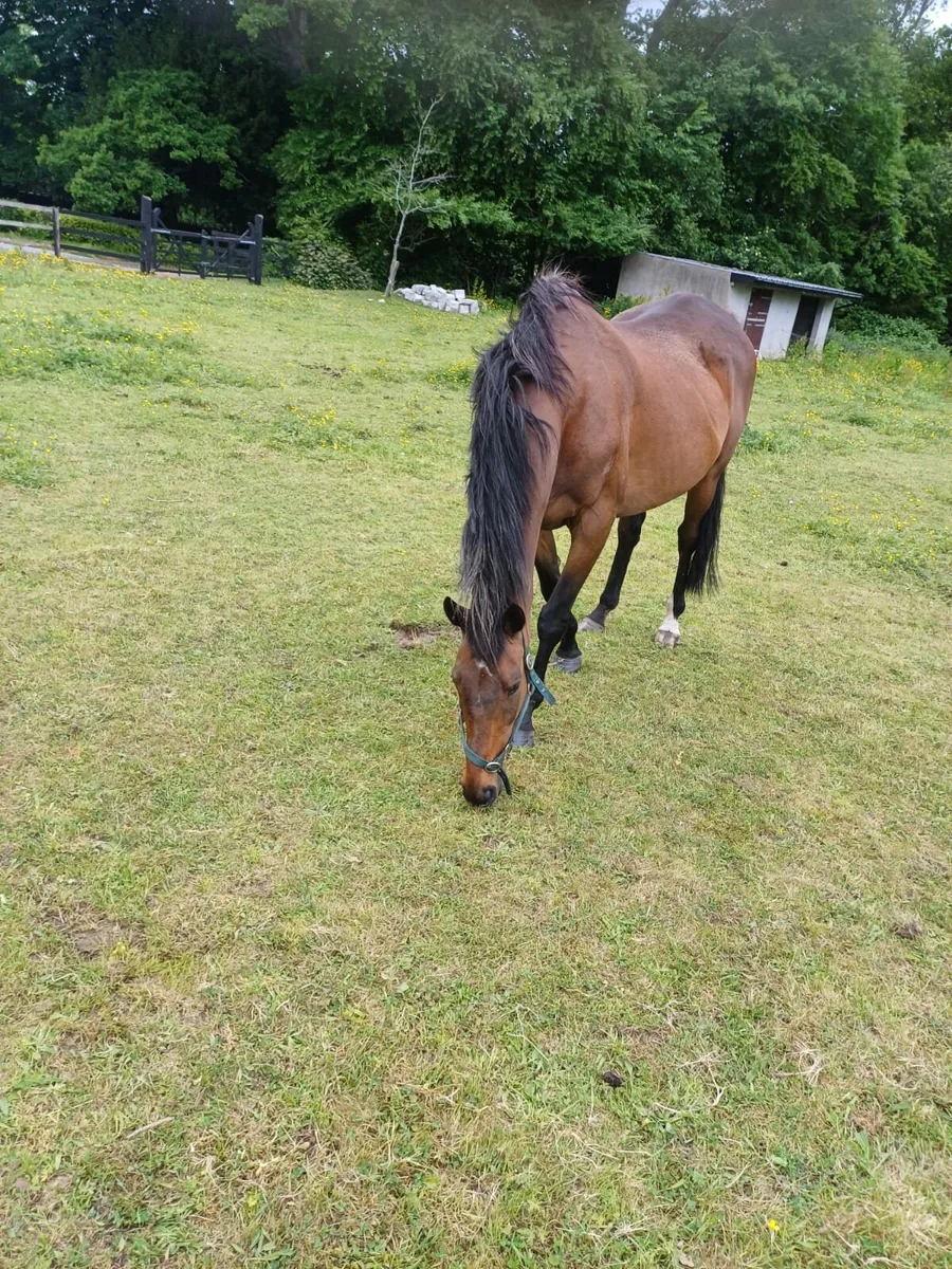 Companion Horses - Image 4