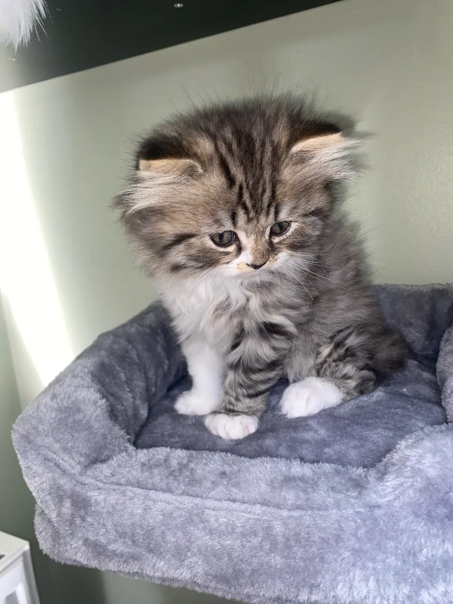 Two beautiful British long hair X Scottish fold - Image 1