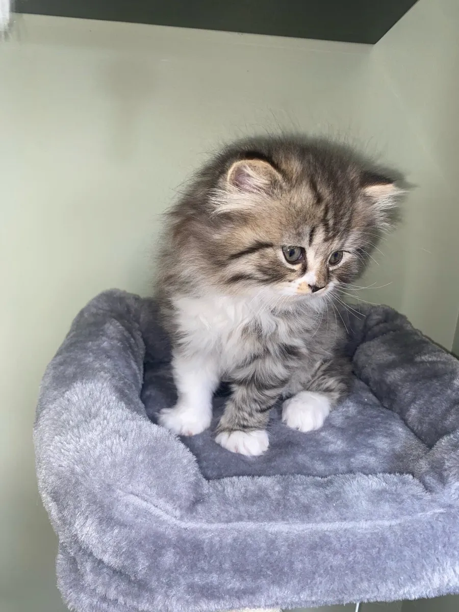 Two beautiful British long hair X Scottish fold - Image 2