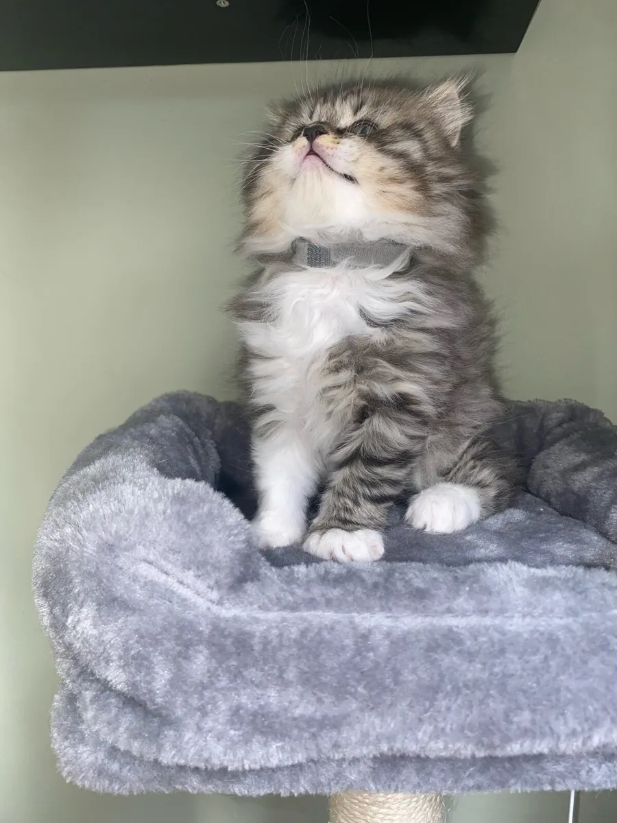 Two beautiful British long hair X Scottish fold - Image 3
