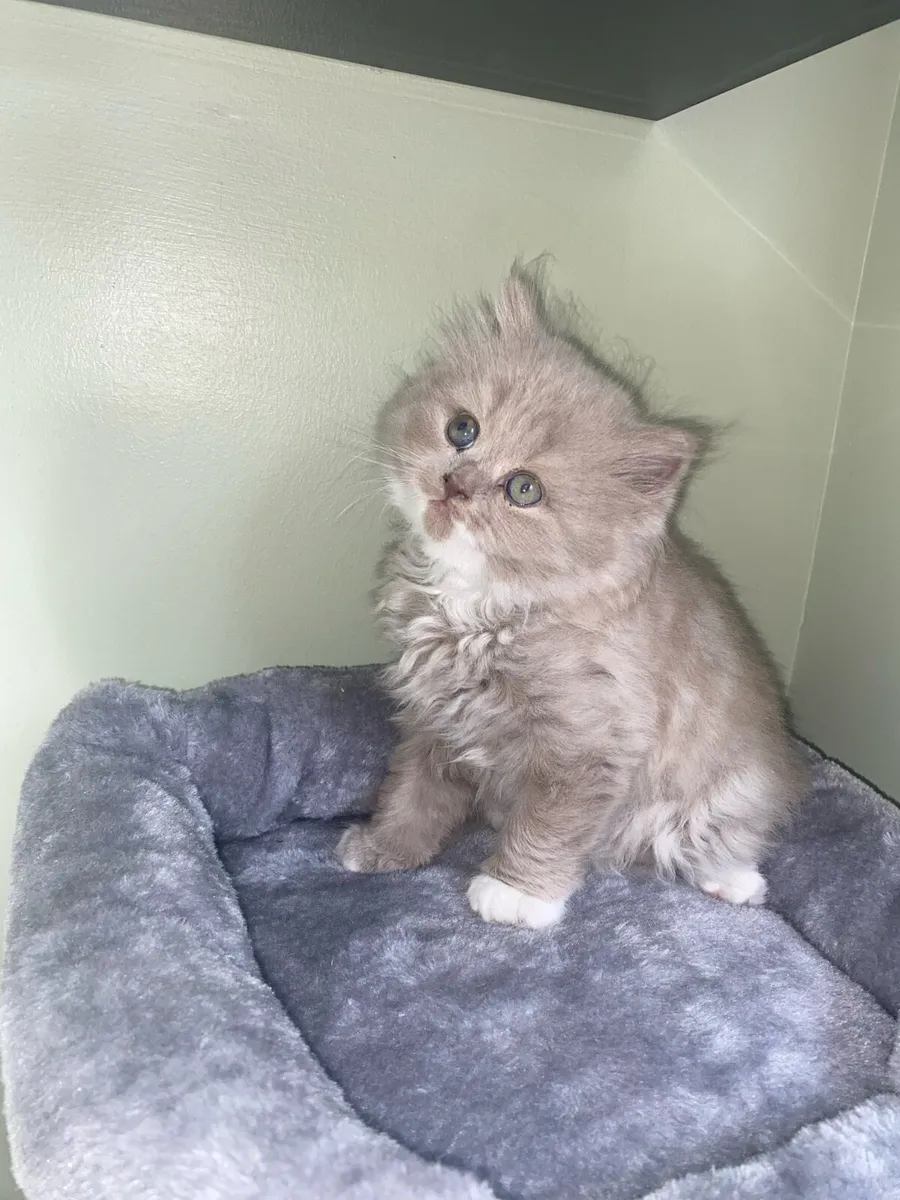 Two beautiful British long hair X Scottish fold - Image 4