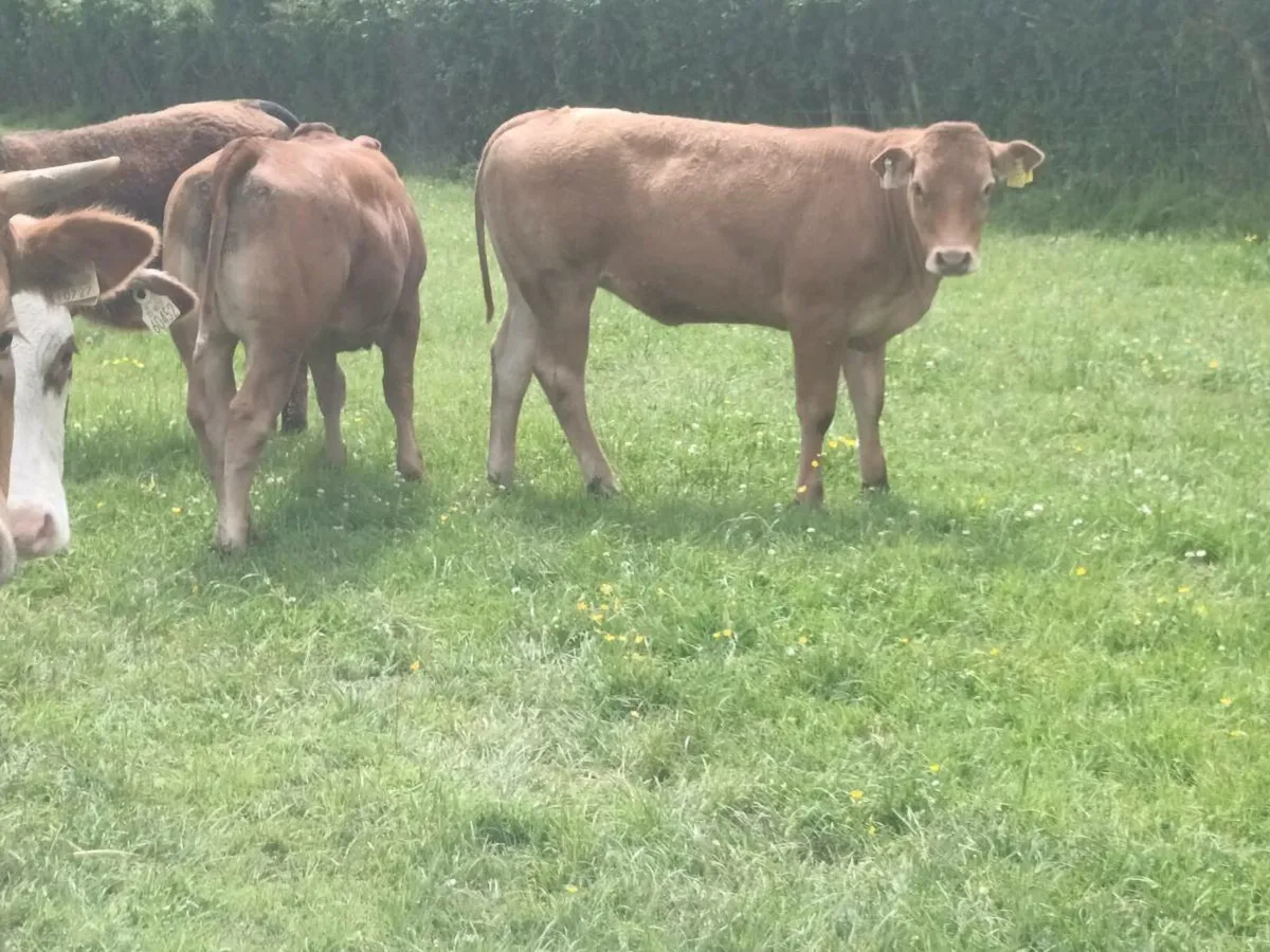 15 Smashing LMX  Heifer's for sale - Image 4