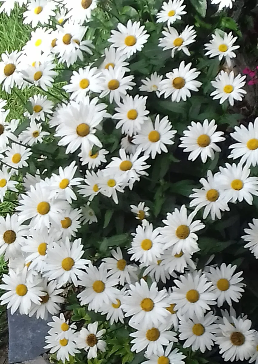 Shasta daisy's Plant Shasta daisy's tall Hardy pla - Image 2