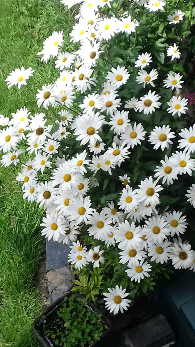 Shasta daisy's Plant Shasta daisy's tall Hardy pla - Image 3