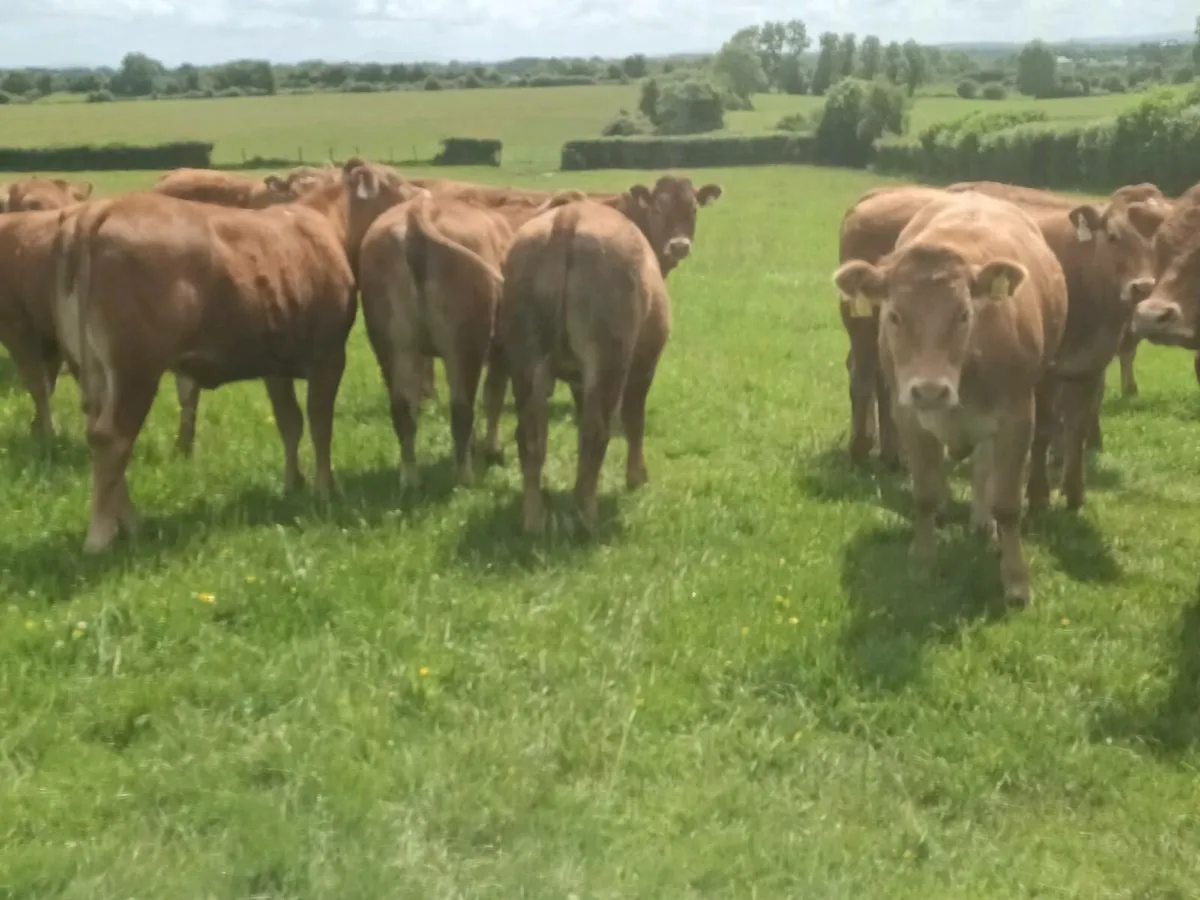 15 Smashing LMX  Heifer's for sale - Image 1