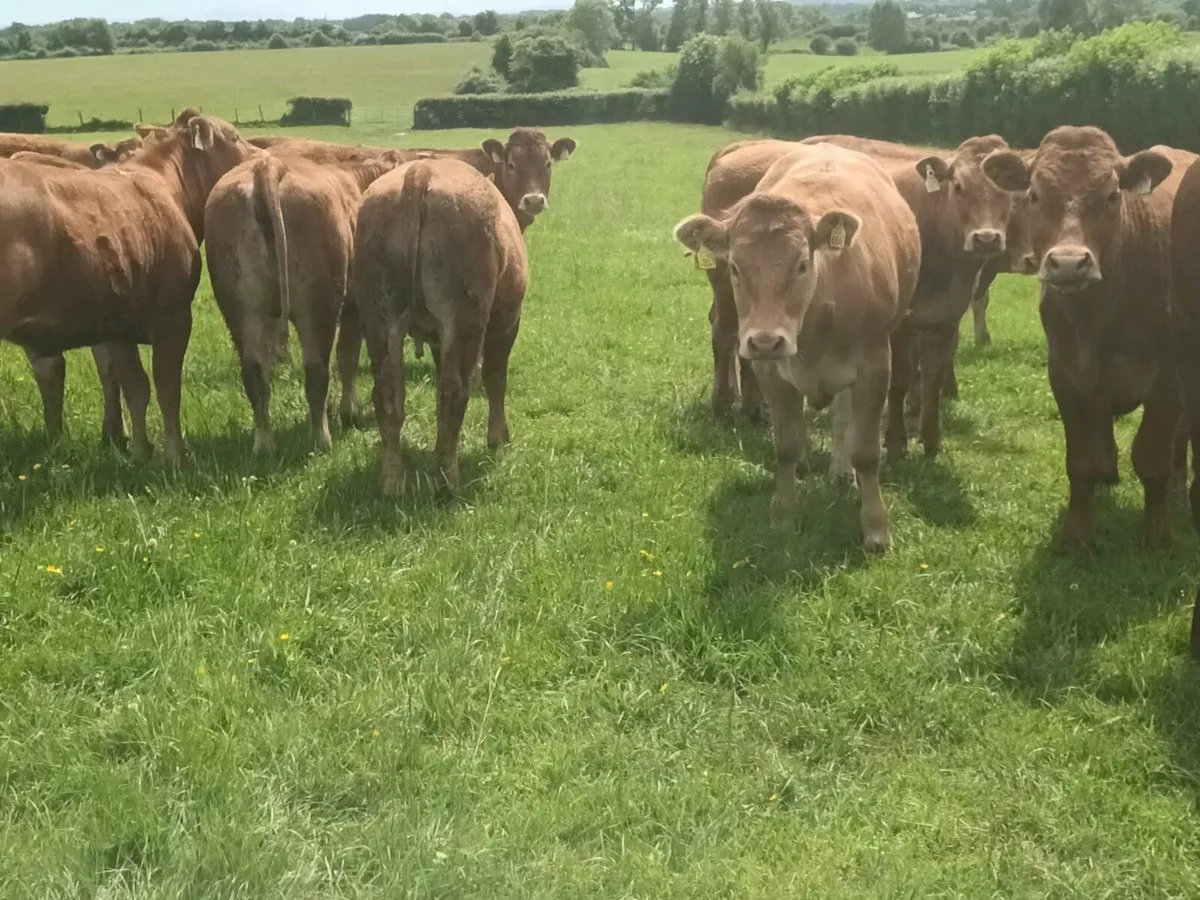 15 Smashing LMX  Heifer's for sale - Image 2