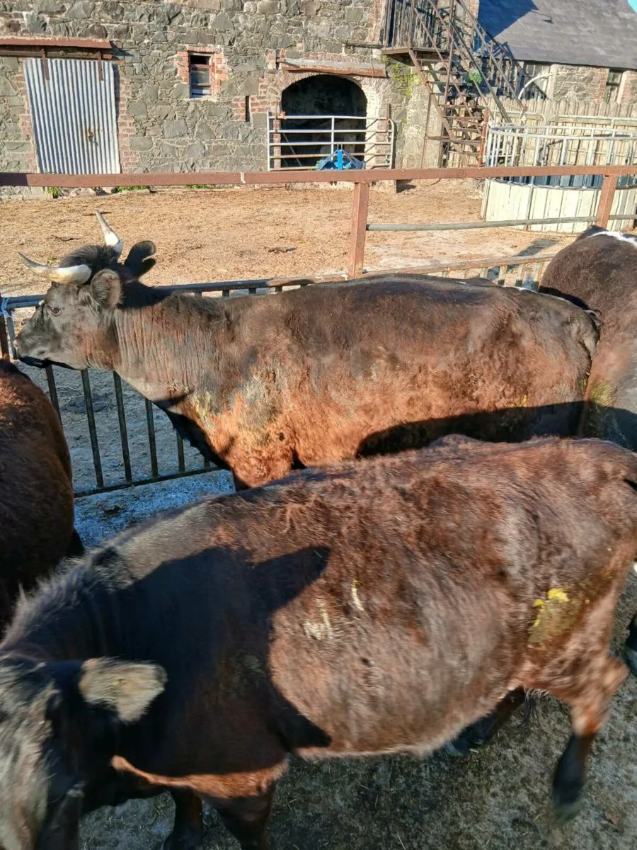 Irish molly x Dexter cow and calf - Image 1
