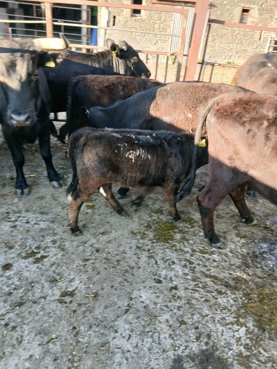 Irish molly x Dexter cow and calf - Image 2