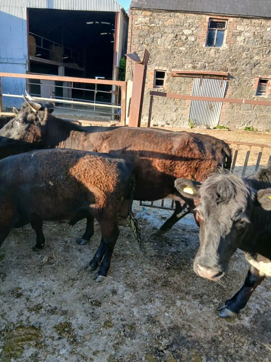 Irish molly x Dexter cow and calf - Image 3
