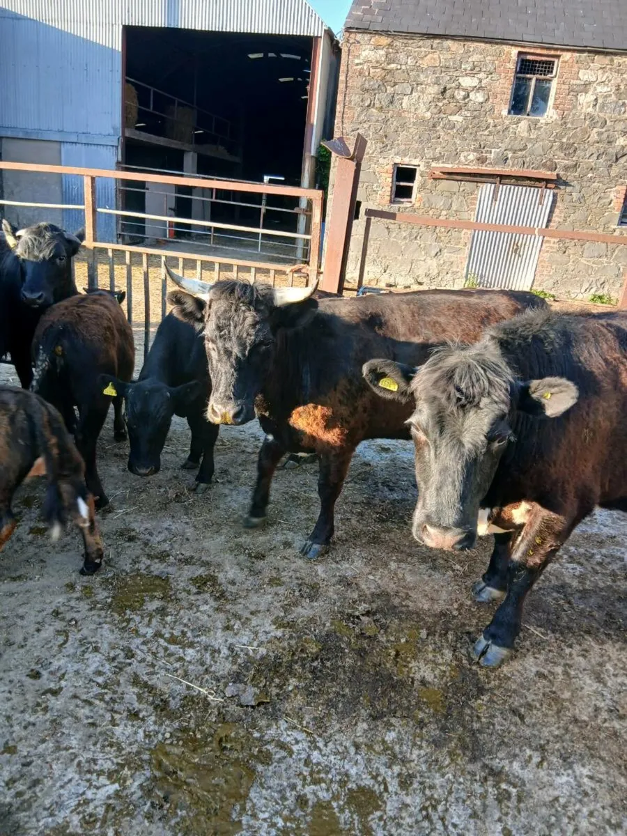 Irish molly x Dexter cow and calf - Image 4