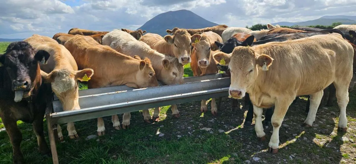 20 Super Heifers 400-450kgs. - Image 2