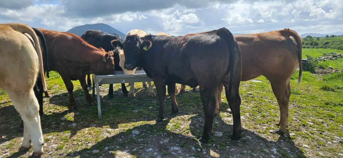 20 Super Heifers 400-450kgs. - Image 4