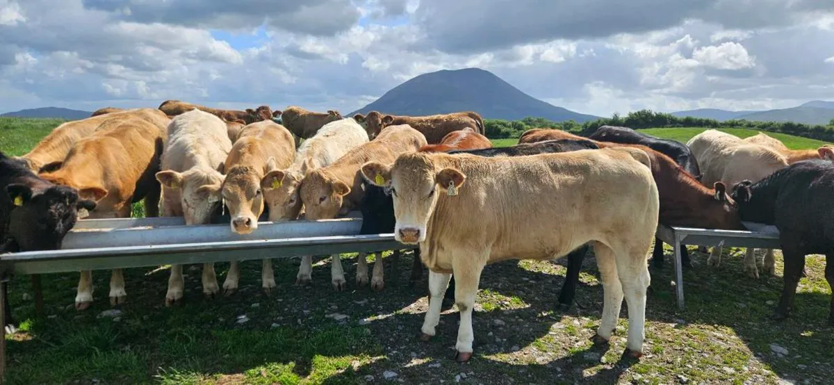 20 Super Heifers 400-450kgs. - Image 1