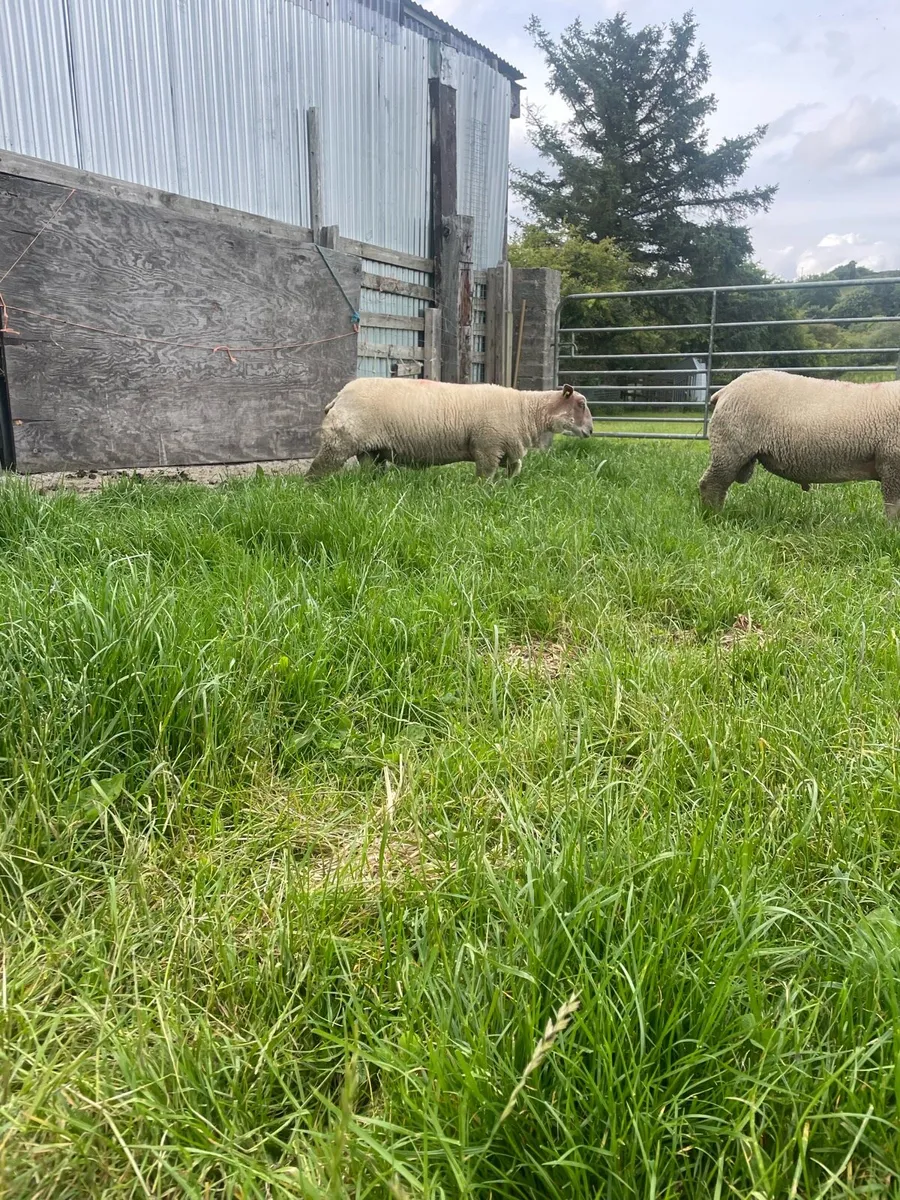 SIS eligible pedigree charollais ram lamb - Image 2