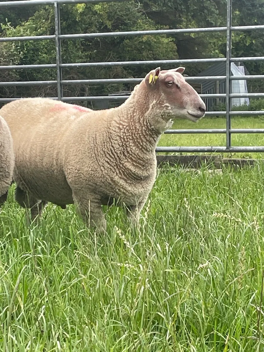 SIS eligible pedigree charollais ram lamb - Image 1