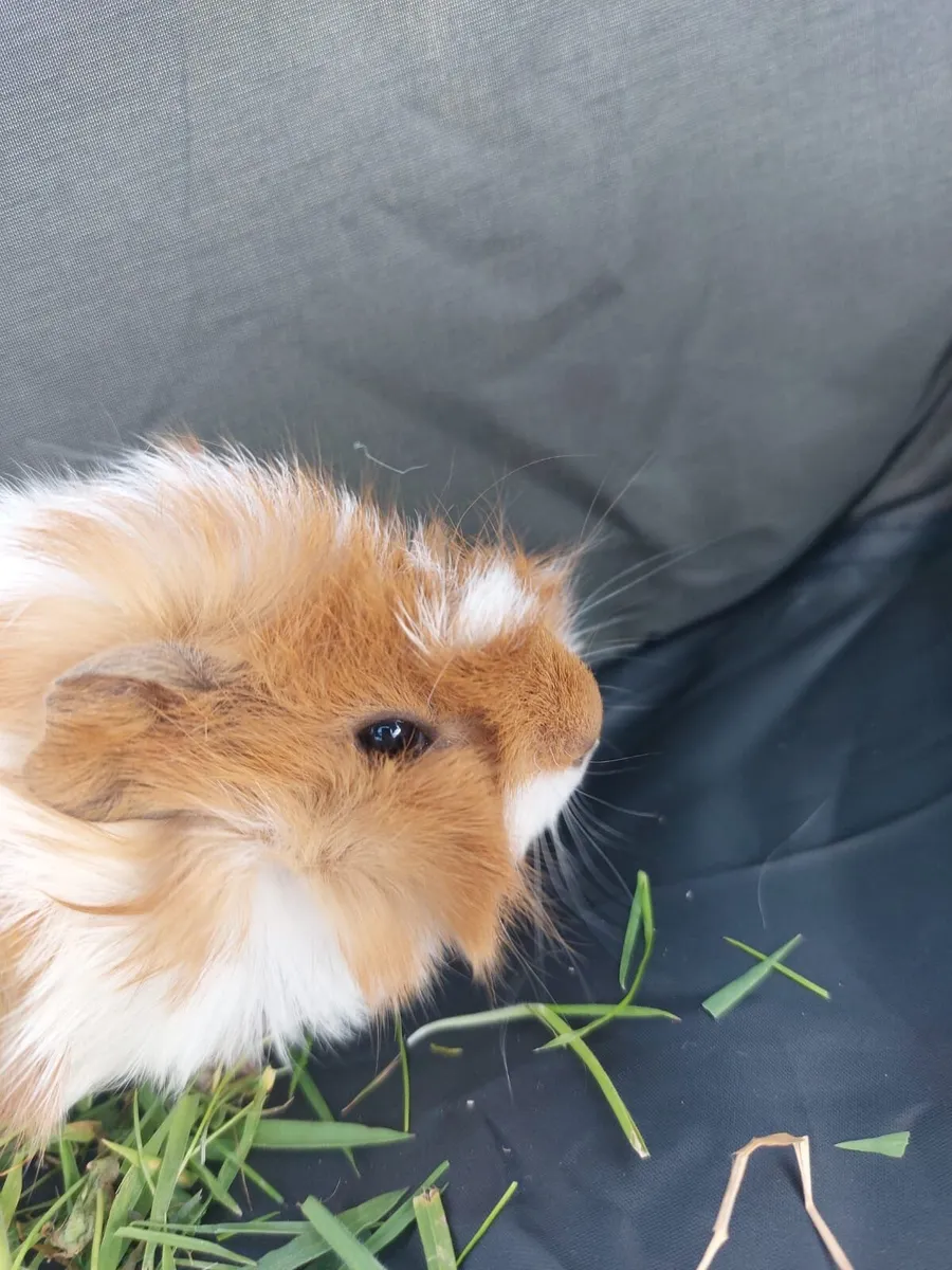 Guinea pigs - Image 4
