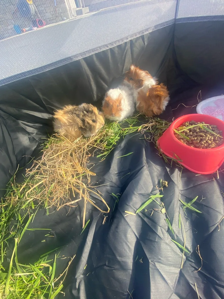 Guinea pigs - Image 1