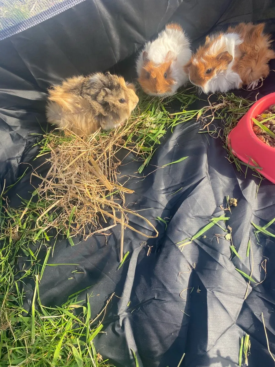 Guinea pigs - Image 2