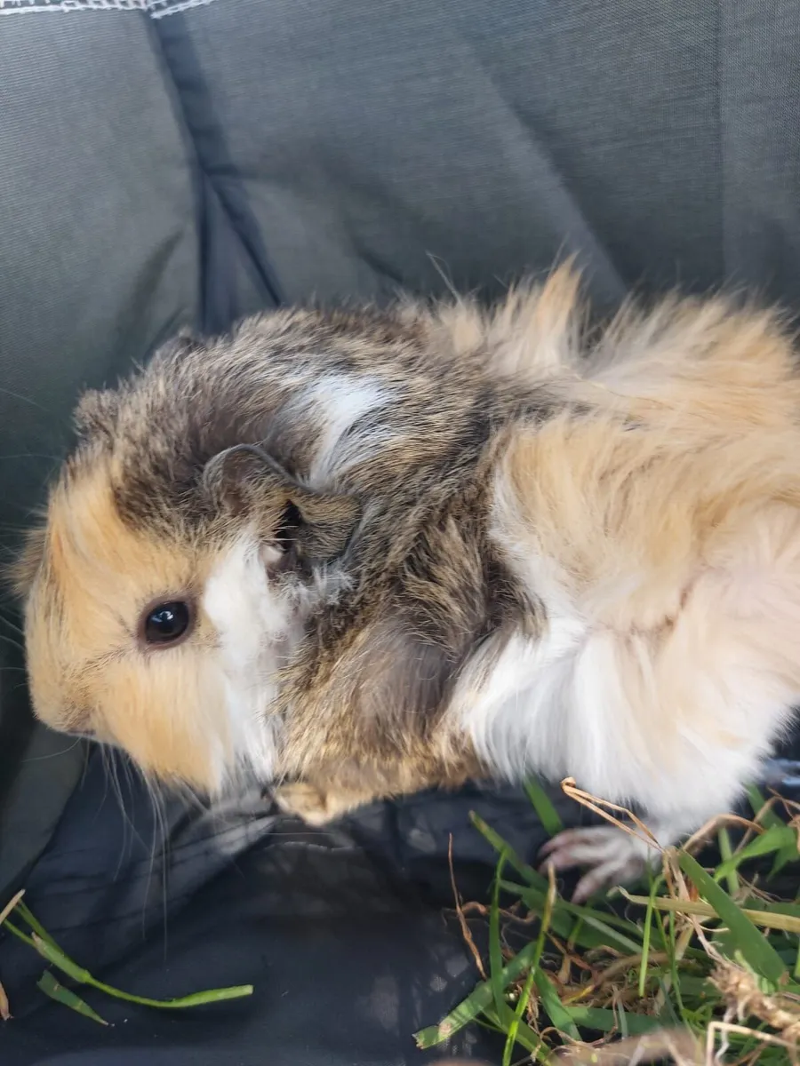 Guinea pigs - Image 3
