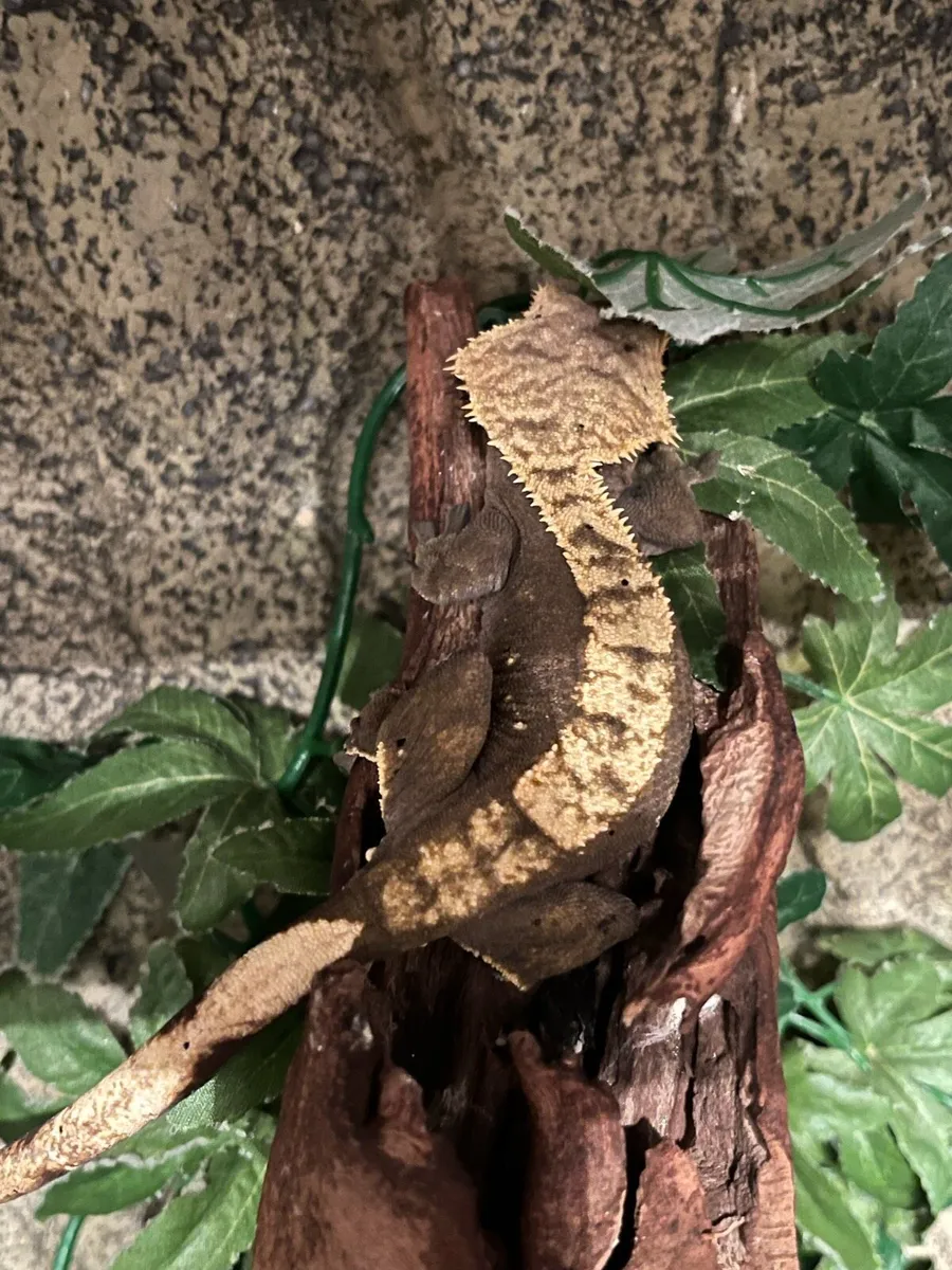 Crested gecko - Image 1
