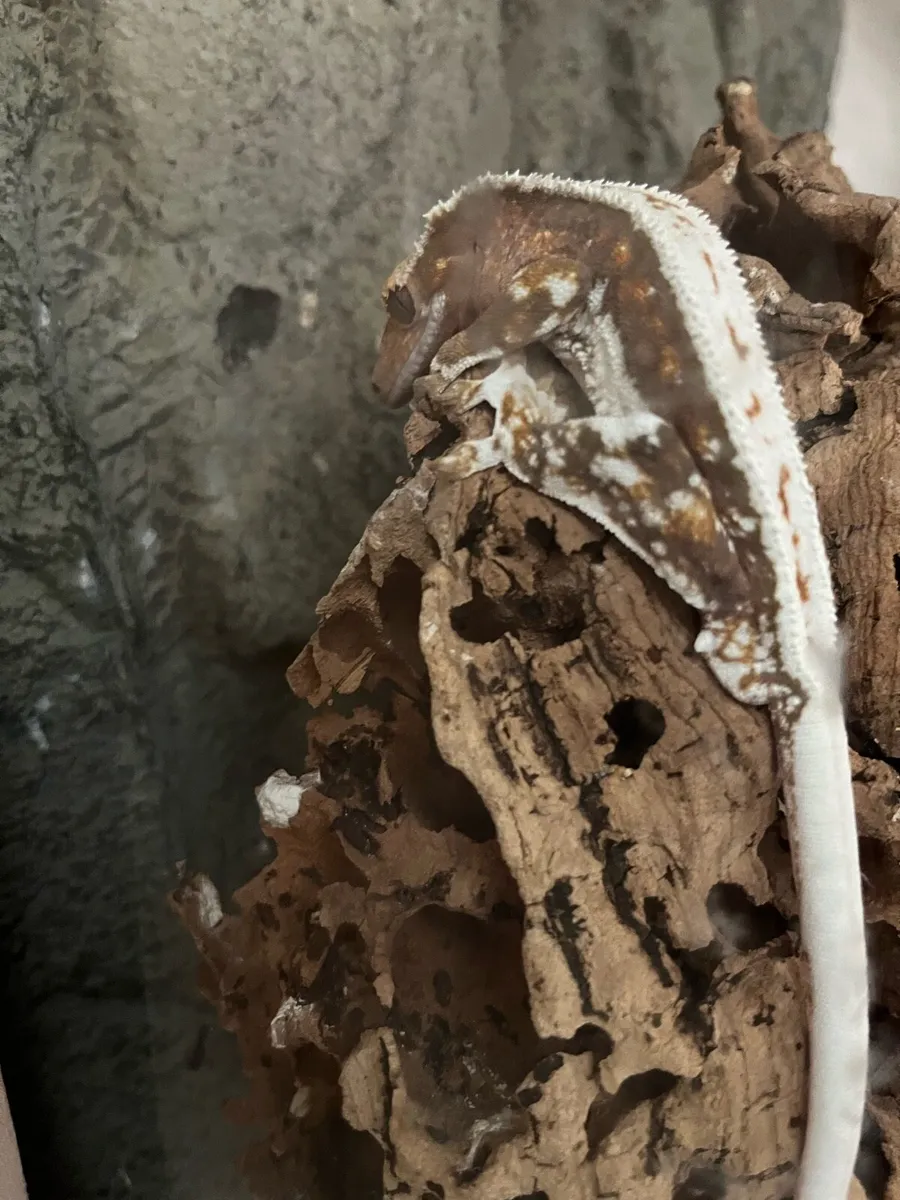 Crested gecko - Image 2
