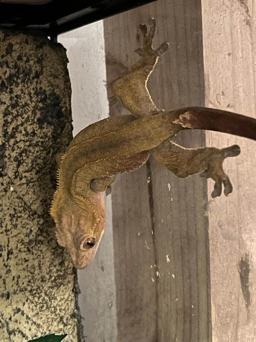 Crested gecko - Image 3