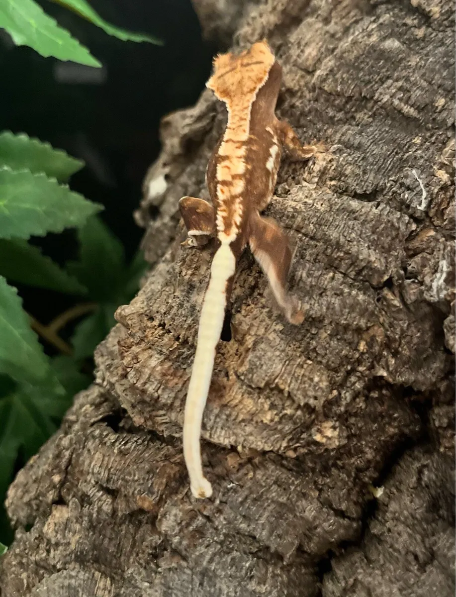 Crested gecko - Image 4