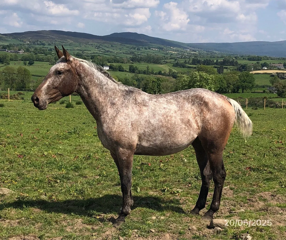 3YO Filly - Image 1