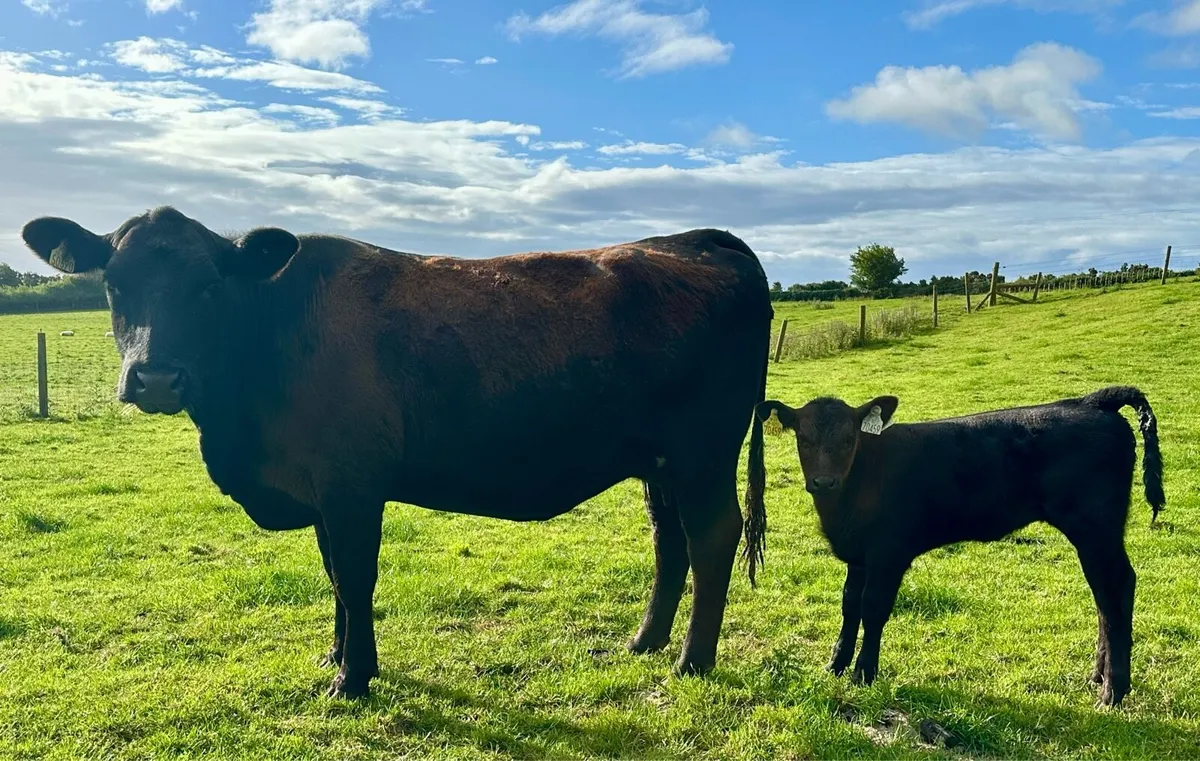 Pedigree Angus Cows with calves at foot - Image 4