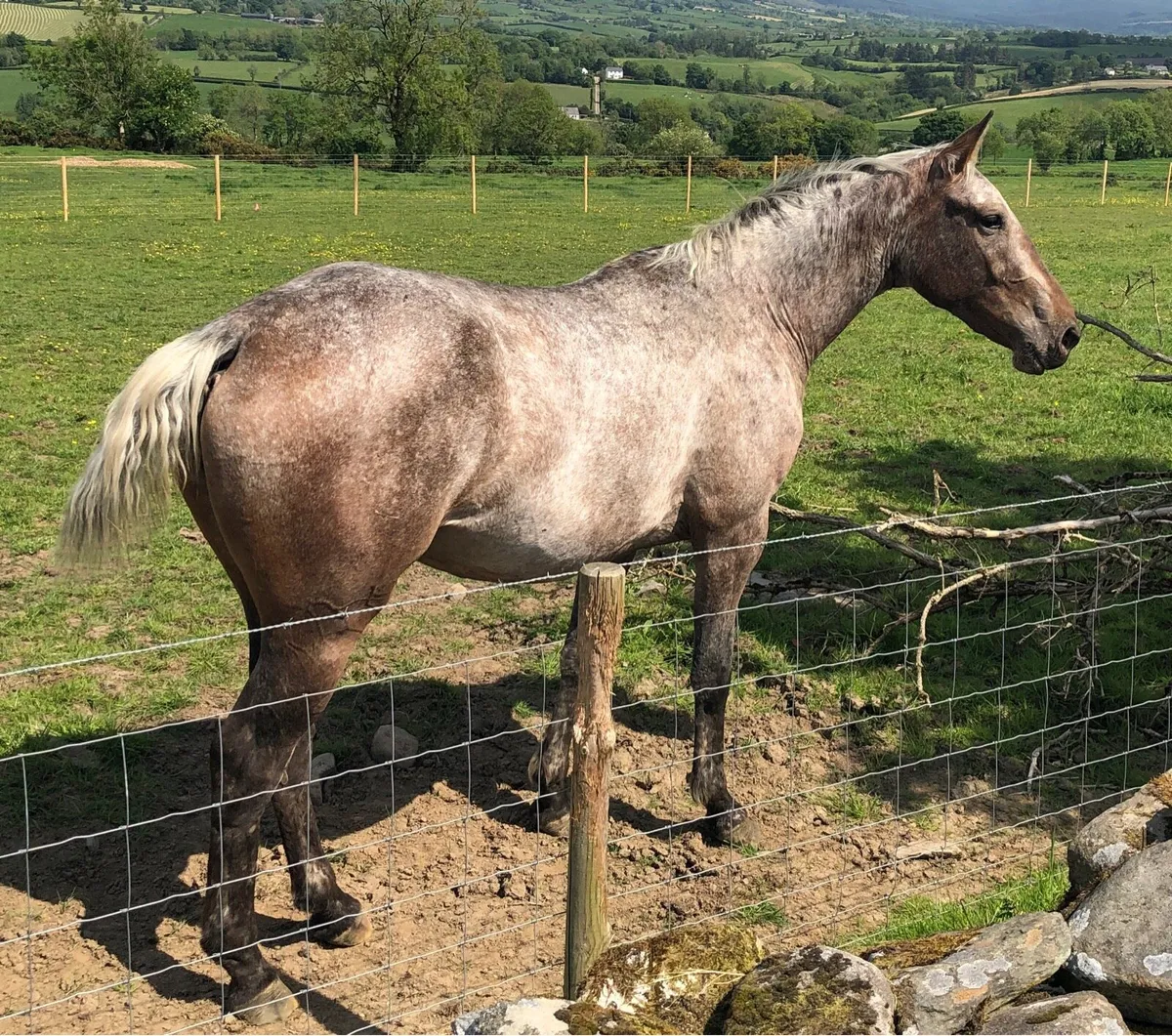 3YO Filly - Image 2