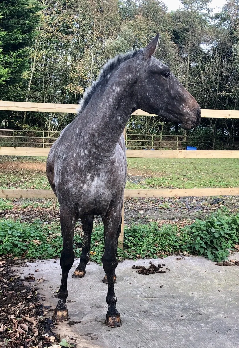 3YO Filly - Image 3