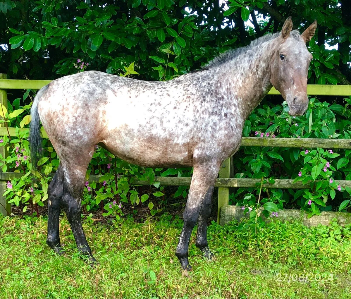 3YO Filly - Image 4