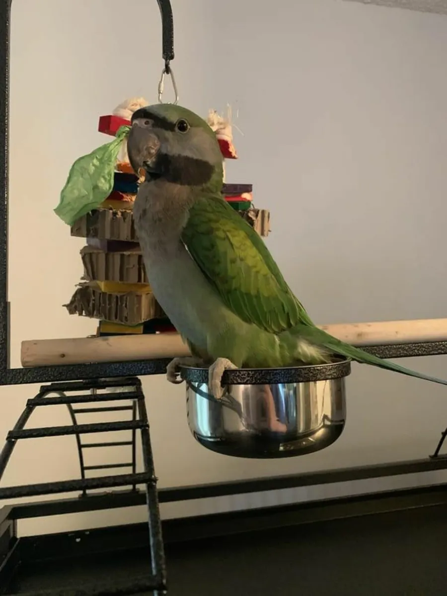 Parrot