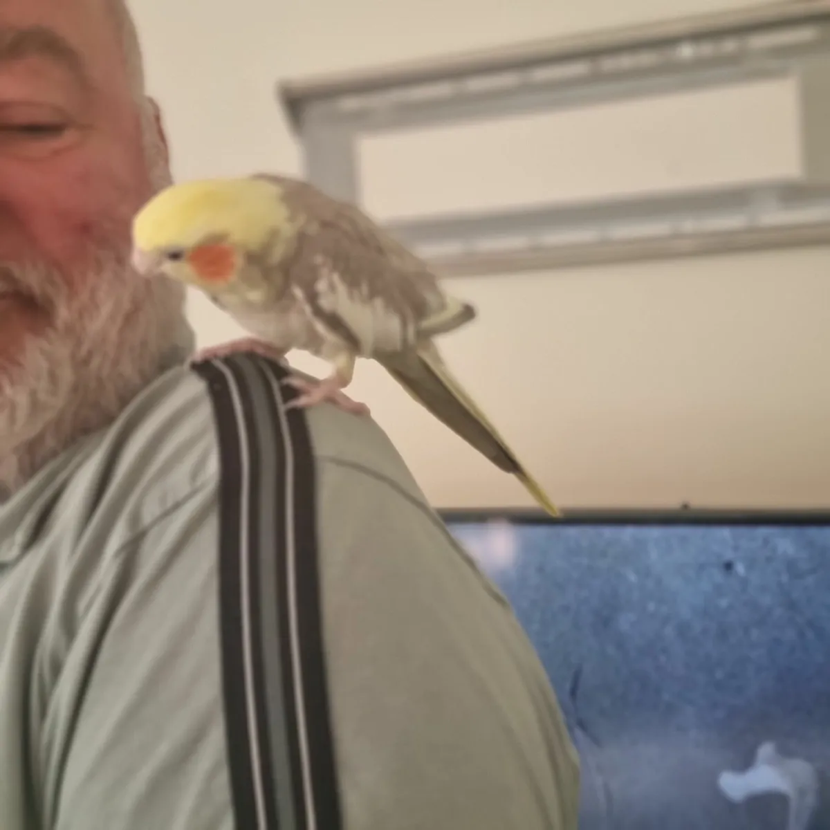 Cockatiel - Image 2