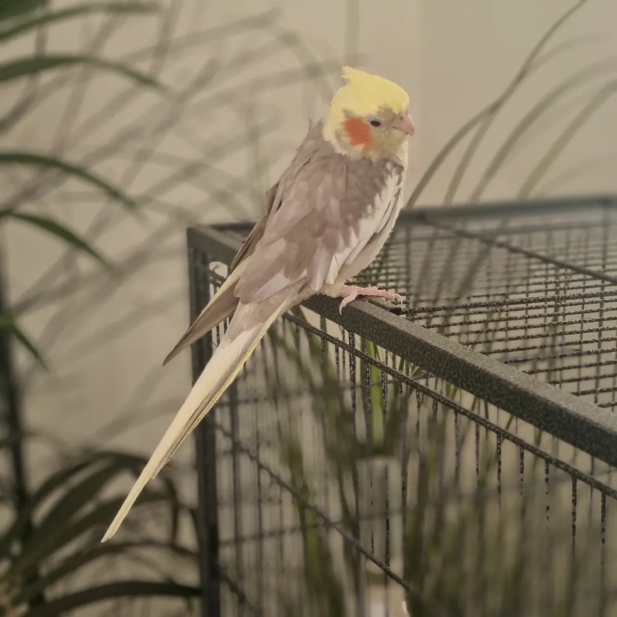 Cockatiel - Image 3