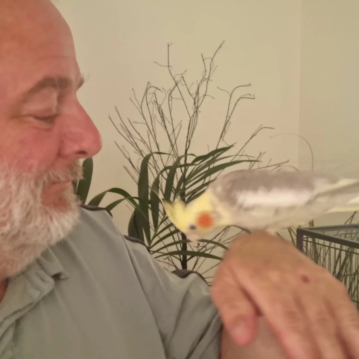 Cockatiel - Image 4