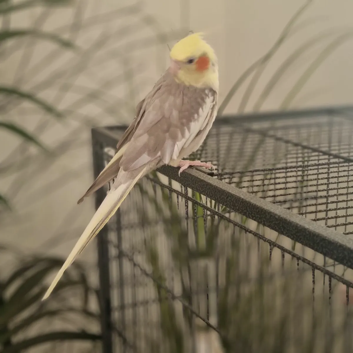 Cockatiel - Image 1