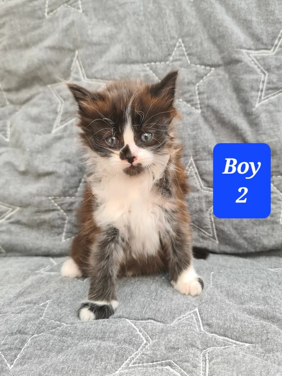 Beautiful 5 Star Kitten