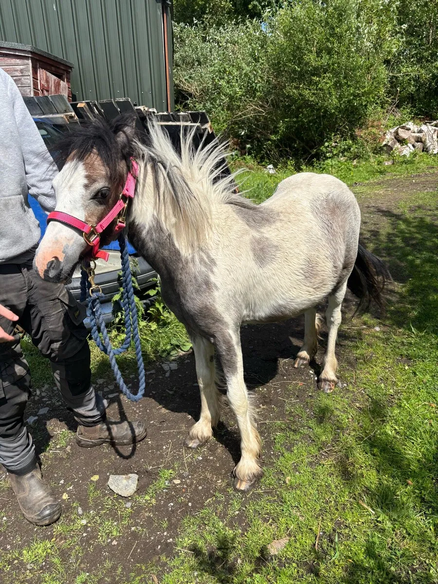 2 year old filly - Image 3