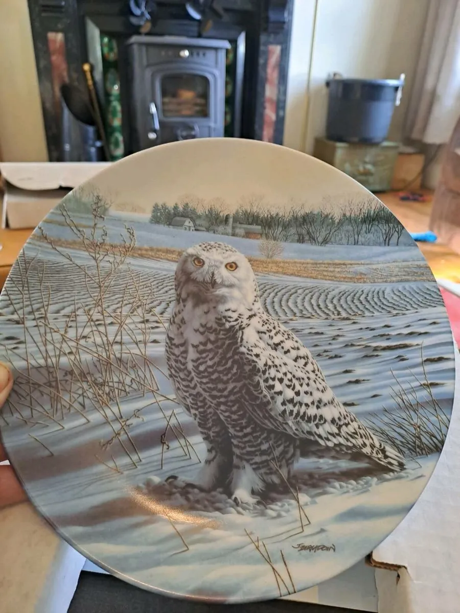 The Snowy Owl - Image 1