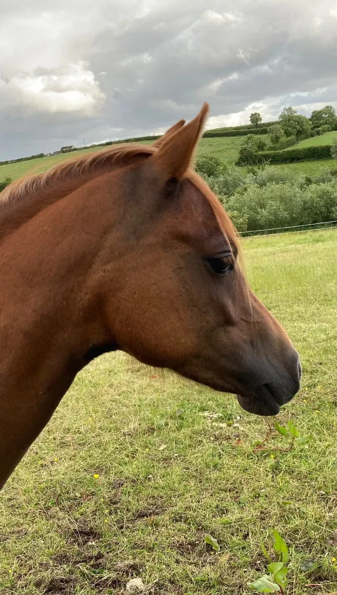 Welsh Section B filly - Image 2