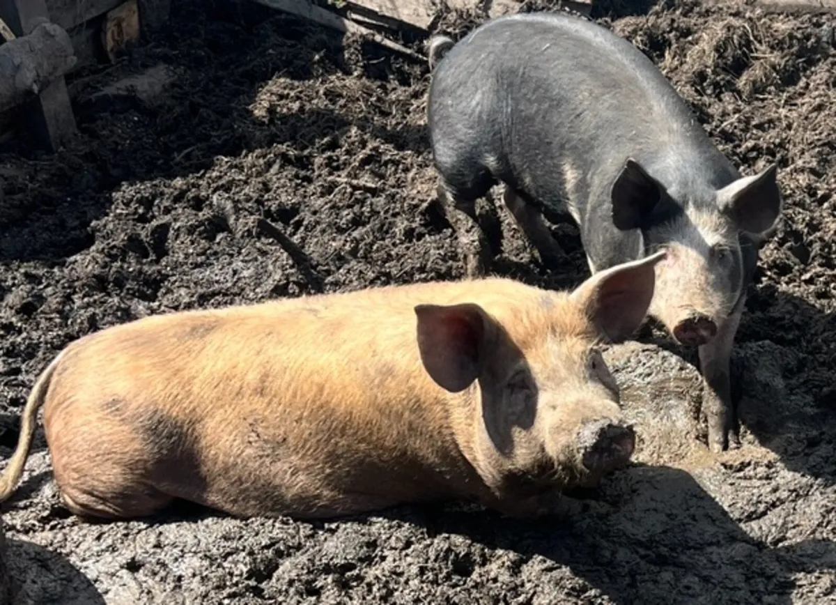 Pigs - Image 1
