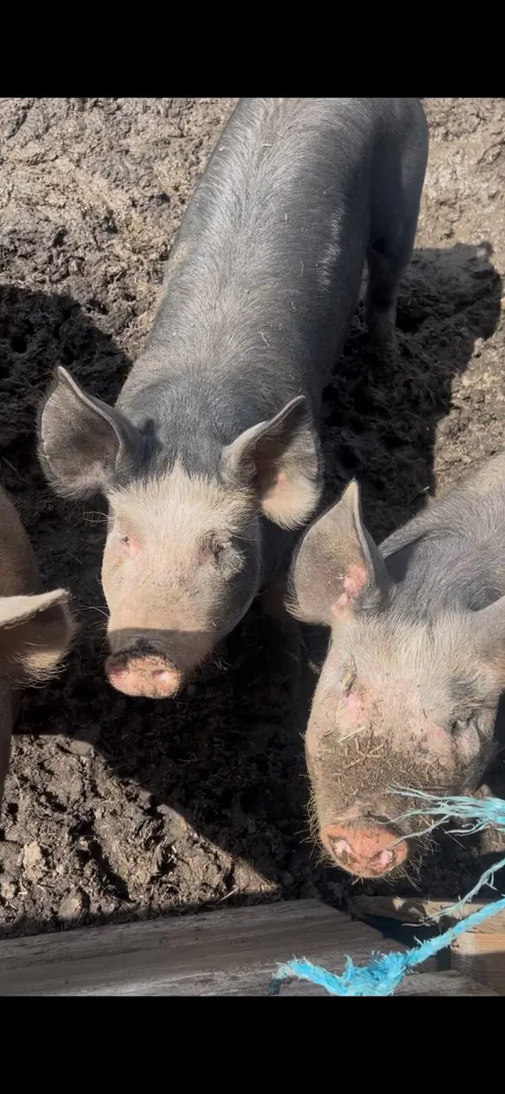 Pigs - Image 2